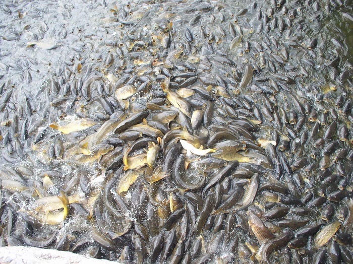 Carp jostle for bread crumbs in April 2004 at the Linesville Spillway.